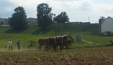 AMish boys plowing the fields